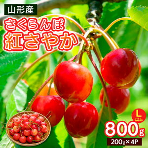 【ふるさと納税】さくらんぼ 紅さやか Lサイズ以上 800g(200g×4パック)【令和8年産先行予約】FS25-063