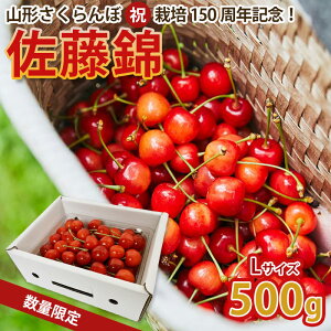 【ふるさと納税】山形さくらんぼ (祝)栽培150周年記念!佐藤錦 500g L玉 数量限定!【令和8年産先行予約】FS25-068