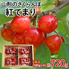 【ふるさと納税】山形のさくらんぼ 紅てまり Lサイズ以上 720g(180g×4) 【令和8年産先行予約】FS25-524 くだもの 果物 フルーツ 山形 山形県 山形市 お取り寄せ 2026年産