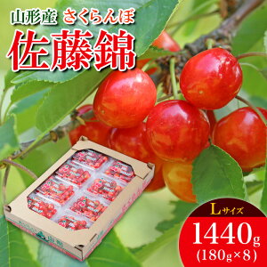 yӂ邳Ɣ[Łz  L 1440g(180g×8) yߘa8NYs\zFS25-533  ʕ t[c R` R` R`s  2026NY