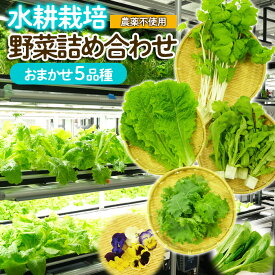 【ふるさと納税】【ミライファーム】水耕栽培 野菜詰合せ おまかせ5品種【障がい者支援】 FZ23-641 無農薬 農薬不使用 野菜 セット 詰め合わせ 山形