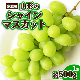 【ふるさと納税】【ご家庭用】山形のシャインマスカット 優品 1房 約500g【令和8年産先行予約】FS23-647くだもの 果物 フルーツ 山形 山形県 山形市 お取り寄せ 先行予約 2026年産