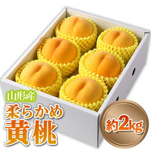 yӂ邳Ɣ[ŁzR`Y _炩 uv Gi 2kg (5ʁ`8)yߘa7NYs\z FS24-082  ʕ t[c R` R` R`s 2025NY