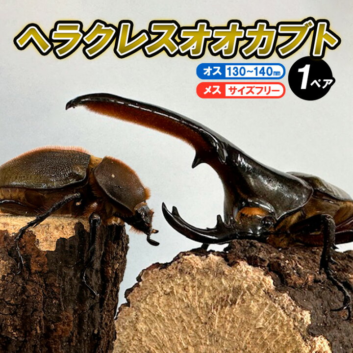 楽天市場】【ふるさと納税】ヘラクレスオオカブト オス(130〜140mm 