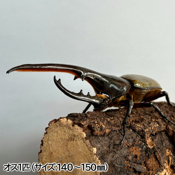楽天市場】【ふるさと納税】ヘラクレスオオカブト オス(140〜150mm 