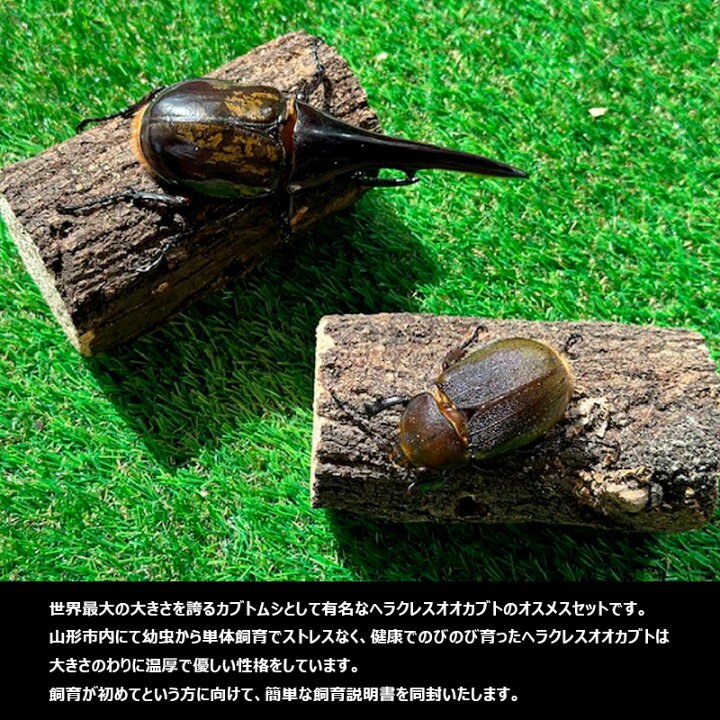 楽天市場】【ふるさと納税】ヘラクレスオオカブト オス(140〜150mm 