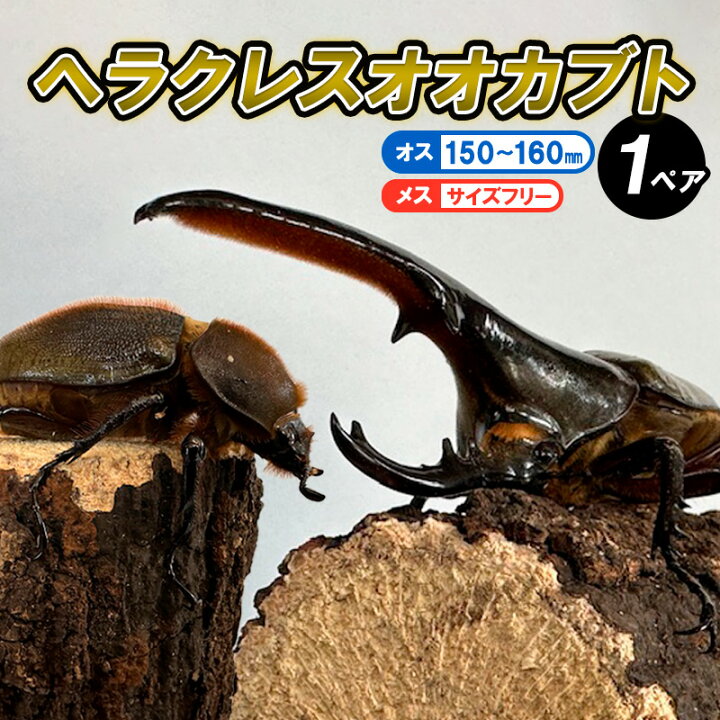 楽天市場】【ふるさと納税】ヘラクレスオオカブト オス(150〜160mm 
