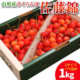 【ふるさと納税】山形産 さくらんぼ 佐藤錦 1kg Lサイズ バラ詰め 【令和8年産先行予約】FS25-704くだもの 果物 フルーツ 山形 山形県 山形市 お取り寄せ 先行予約 2026年産