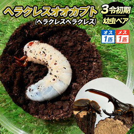 【ふるさと納税】ヘラクレスオオカブト（ヘラクレスヘラクレス）3令 初期幼虫ペア（オス1匹、メス1匹） FY25-836