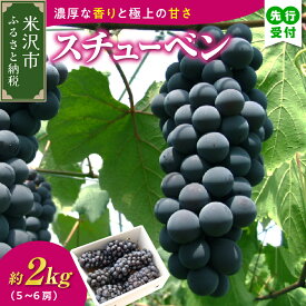 【ふるさと納税】【先行予約】【数量限定】【令和8年産】ぶどう スチューベン ( 種あり ) 2kg ( 5～6房 ) 2026年9月25日～10月31日頃お届け予定