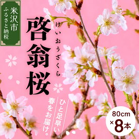 【ふるさと納税】【先行予約】 啓翁桜 ( けいおうざくら ) 80cm×8本 切り花 2026年1月中旬から順次お届け