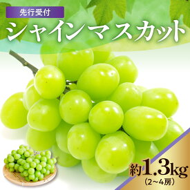 【ふるさと納税】令和6年産 シャインマスカット 1.3kg ( 2 ～ 4房 ) 数量限定 先行予約 〔 9月中旬頃 ～ お届け 〕 種なし ぶどう 2024年産 ブドウ 葡萄 フルーツ 果物 くだもの 山形県産 産地直送 農家直送 お取り寄せ 山形県 米沢市