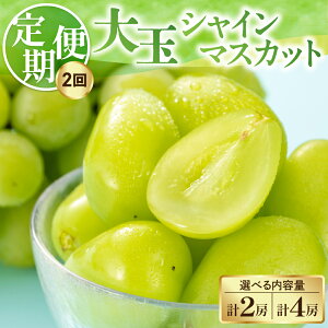 �y�ӂ邳�Ɣ[�Łz�y��s�\��z�y2�����ցz �ߘa8�N�Y ��� �V���C���}�X�J�b�g �I�ׂ� ���e�� 1�[ ( 700g ) 2�[ ( 1.4kg ) 2026�N9�����{���`���͂��\��