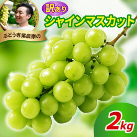 【ふるさと納税】【先行予約】 令和8年産 訳あり シャインマスカット 選べる 内容量 1kg 2kg 2026年9月上旬頃～お届け予定 先行受付 訳アリ わけあり マスカット ぶどう 葡萄 白ぶどう 白系 山形県産 2026年産 山形県 米沢市