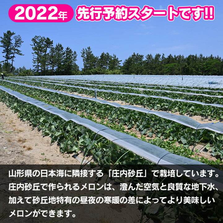 9750円 期間限定の激安セール 飯岡メロン 6Lサイズ 約2.2kg ×2玉セット 計約4.4kg 9750円 期間限定の激安セール 飯岡メロン 6Lサイズ 約2.2kg ×2玉セット 計約4.4kg