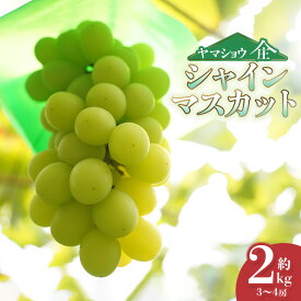【ふるさと納税】【令和8年産先行予約】シャインマスカット　約2kg（3〜4房） 白品種ぶどう 葡萄　ヤマショウ