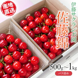 【ふるさと納税】【令和9年産先行予約】 伊藤サクランボ園のさくらんぼ「佐藤錦」（Lサイズ以上）バラ詰め 500g～1kg(500g×2)　山形県鶴岡産　K-942/K-972 | 人気 美味しい 甘い 完熟 初夏 旬 果物 期間限定 産地直送
