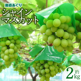 【ふるさと納税】【令和8年産先行予約】 山形県鶴岡市産 シャインマスカット 約2kg (3〜5房)　2026年産　K-855