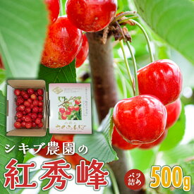 【ふるさと納税】【令和6年産 先行予約】鶴岡市産 さくらんぼ 紅秀峰 バラ詰め 500g 山形県 A03-629