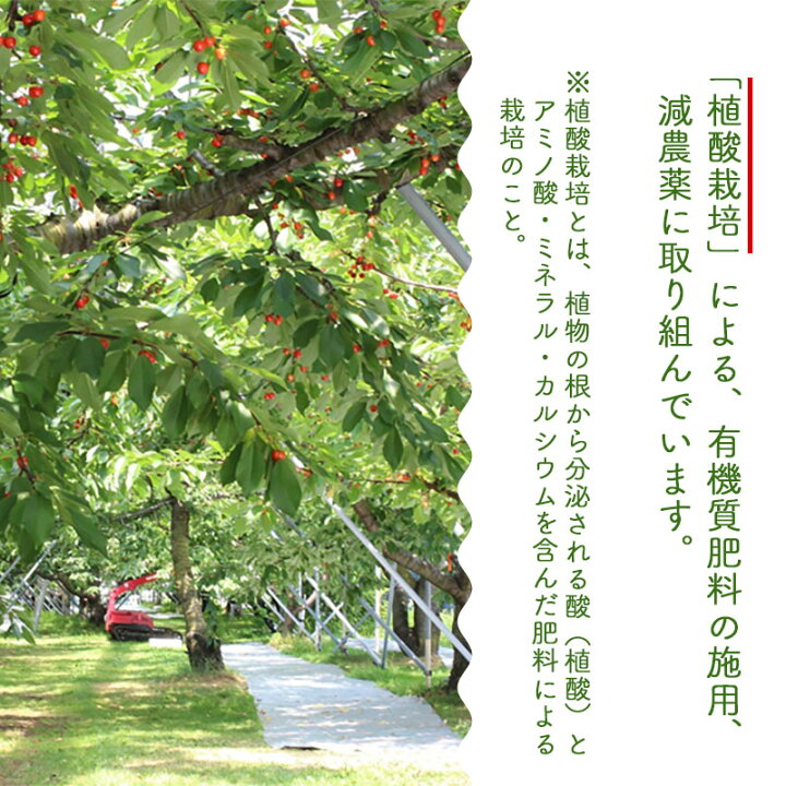 楽天市場】【ふるさと納税】【2022年 令和4年 先行予約】紅秀峰 バラ詰めLLサイズ 1kg 予定もぎたて「初夏の味覚」さくらんぼ(2Lサイズ) 鈴木さくらんぼ園|山形県 鶴岡市 山形 鶴岡 楽天ふるさと 納税 支援品 返礼品 フルーツ 果物 くだもの 取り寄せ さくらんぼ ... 楽天市場】【ふるさと納税】【2022年 令和4年 先行予約】紅秀峰 バラ詰めLLサイズ 1kg 予定もぎたて「初夏の味覚」さくらんぼ(2Lサイズ) 鈴木さくらんぼ園|山形県 鶴岡市 山形 鶴岡 楽天ふるさと 納税 支援品 返礼品 フルーツ 果物 くだもの 取り寄せ さくらんぼ ...