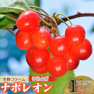 【ふるさと納税】 【令和8年産先行予約】山形県 鶴岡産さくらんぼ「ナポレオン」 2L〜Lサイズ混合 バラ詰め1kg