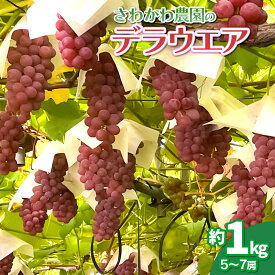 【ふるさと納税】【令和7年産先行予約】デラウエア 約1kg（5〜7房）赤品種ぶどう 山形県 鶴岡市