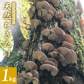 【ふるさと納税】【 2024年 令和6年 先行予約 】山形県鶴岡市産 天然むきたけ 1kg 【発送時期：10月20日～11月30日頃】 きのこ わかば屋