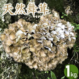 【ふるさと納税】 【令和7年産先行予約】天然舞茸 1kg きのこ まいたけ 発送時期：9月1日〜10月15日頃 | 山形県鶴岡市 山形県 鶴岡市 山形 鶴岡 楽天ふるさと 納税 支援 東北 返礼品 舞茸 マイタケ お取り寄せ ご当地 特産品 取り寄せ 支援品 食品 キノコ 2025年