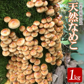 【ふるさと納税】【令和8年産先行予約】山形県 鶴岡市産 天然 なめこ 1kg （発送時期：10月1日〜11月30日頃） きのこ わかば屋 2026年
