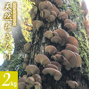 yӂ邳Ɣ[Łzyߘa7NYs\ zR`߉sY VRނ 2kg yF1020`1130ẑ 킩Ή 2025N