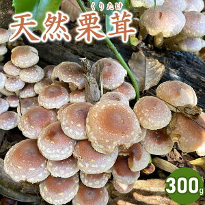 yӂ邳Ɣ[Łzyߘa7NYs\zVR肽 300g ̂ I F101`1130 | R` ߉s yVӂ邳 [ R` x ԗi  VR 肽 N^