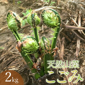 yӂ邳Ɣ[Łzyߘa8NYs\zVR y1kg`2kgz R؁@킩Ή@2026N