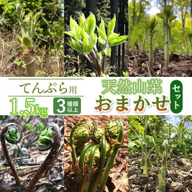 【ふるさと納税】【令和8年産先行予約】天ぷら用　天然山菜おまかせセット 1.5kg（3種類以上）　わかば屋　2026年
