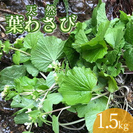 【ふるさと納税】【 2025年 令和7年産 先行予約】天然 葉わさび 1.5kg 山菜　わかば屋