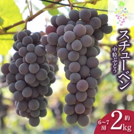 【ふるさと納税】【令和7年産先行予約】鶴岡市産 スチューベン 約2kg（6〜7房） 中粒ぶどう | 山形県 鶴岡市 返礼品 支援 フルーツ くだもの 果物 ブドウ 葡萄 お取り寄せ グルメ ご当地 デザート 果実 自宅用 家庭用