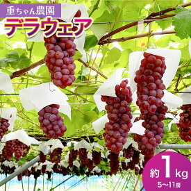 【ふるさと納税】【令和8年産先行予約】デラウェア 1kg(5〜11房） 家庭用 種無しぶどう