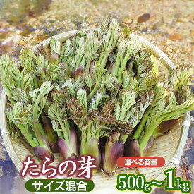 【ふるさと納税】 【令和8年産先行予約】山形県鶴岡市産 たらの芽【500g〜1kg】 サイズ混合 山菜 | 山形県 鶴岡市 返礼品 お取り寄せ ご当地 野菜 たらのめ タラの芽 タラノメ やさい 食品 2026年
