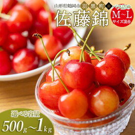 【ふるさと納税】【令和8産先行予約】さくらんぼ 佐藤錦 バラ詰め M〜Lサイズ混合 選べる容量［500g〜1kg］ 山形県鶴岡市産