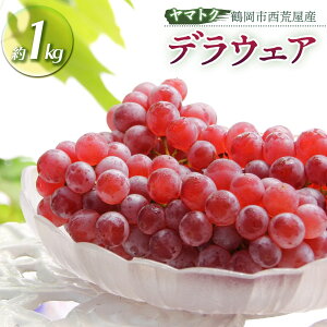 【ふるさと納税】【令和8産先行予約】 デラウェア 約1kg(5〜6房) 山形県 鶴岡市産 ヤマトク