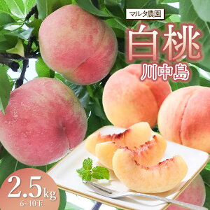 【ふるさと納税】【令和8年産先行予約】 川中島 白桃 2.5kg(6〜10玉) マルタ農園 | 果物 もも