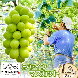 【ふるさと納税】【令和7年産】 シャインマスカット 2房入り（約1.2kg）　白品種ぶどう　やまも果樹園