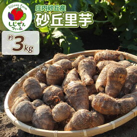 【ふるさと納税】【令和8年産先行予約】　庄内砂丘里芋　約3Kg　山形県鶴岡市　しじぜんファーム　| 里芋 さといも サトイモ 野菜 やさい 新鮮野菜 3キロ 産地直送 おすすめ 人気 お取り寄せ 返礼品