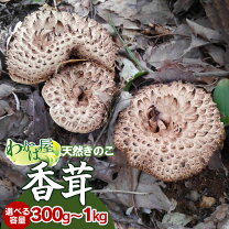 楽天市場】香茸（野菜・きのこ｜食品）の通販