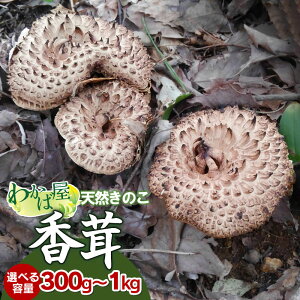 yӂ邳Ɣ[Łzyߘa8NYs\z(RE^P)@Iׂe 300gE500gE1kg@̂ VR q() (킽) ΂낤 ̂͂ 킩Ή