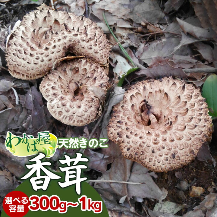 楽天市場】【ふるさと納税】【令和8年産先行予約】香茸(コウタケ 