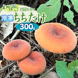 【ふるさと納税】令和8年産 冷凍ちちたけ 300g きのこ 乳茸 天然物 わかば屋