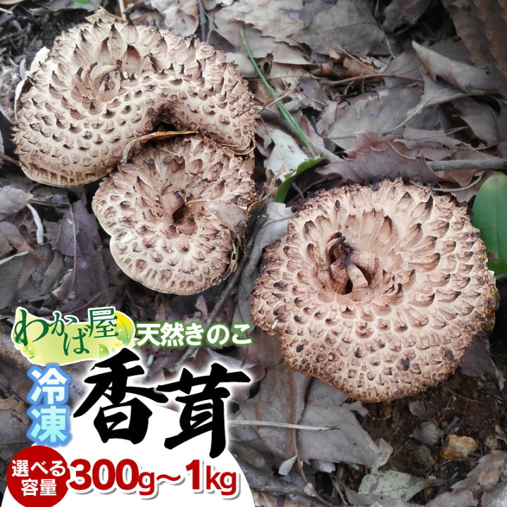 楽天市場】【ふるさと納税】令和7年産 冷凍香茸(コウタケ) 選べる容量 