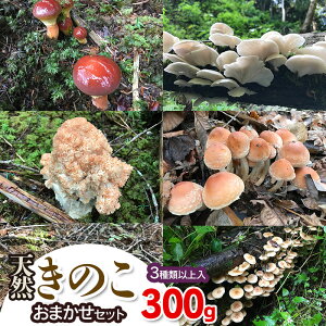 �y�ӂ邳�Ɣ[�Łz�y�ߘa8�N�Y��s�\��z�V�R���̂� ���܂����Z�b�g�i3��ވȏ�j300g�y���������F8��1���`11��30�����z ���̂� �킩�Ή��@2026�N