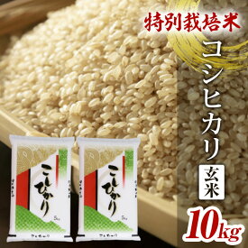 【ふるさと納税】特別栽培米 コシヒカリ 玄米 5kg×2袋 計10kg 令和5年産米 山形県酒田産 東北 山形県 酒田市 庄内地方 庄内平野 庄内米 お米 ごはん ご飯 農家直送 産地直送