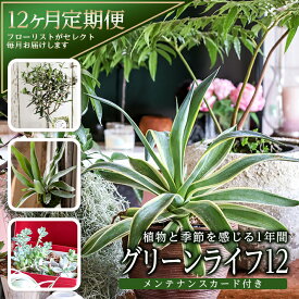 【ふるさと納税】≪12ヶ月定期便≫ 植物と過ごす1年間「グリーンライフ12」 観葉植物 お申込み日の翌月から毎月12回お届け